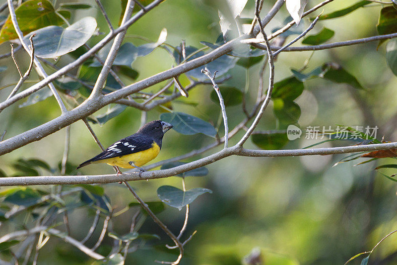 大喙鸟:成年雄性斑翼大喙鸟(Mycerobas melanozanthos)。